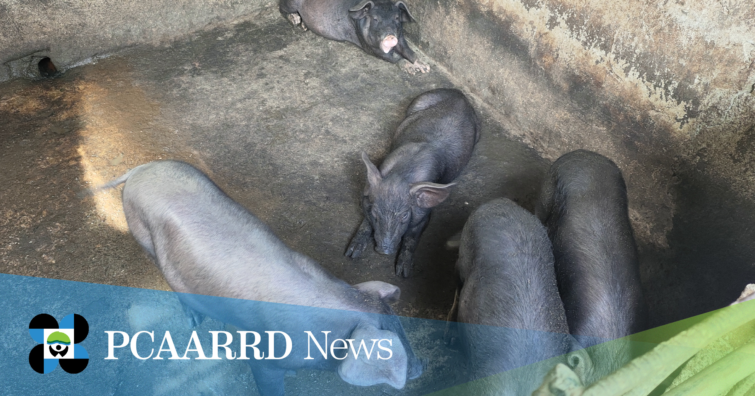 MarSU &amp; DOST-PCAARRD launch Markaduke Breeding Project to boost native pig production